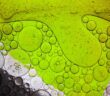 algae biofuel